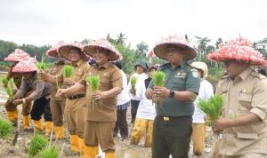 Gerakan Tanam Padi Serentak Aceh Tamiang