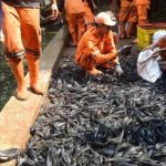 ikan sapu-sapu