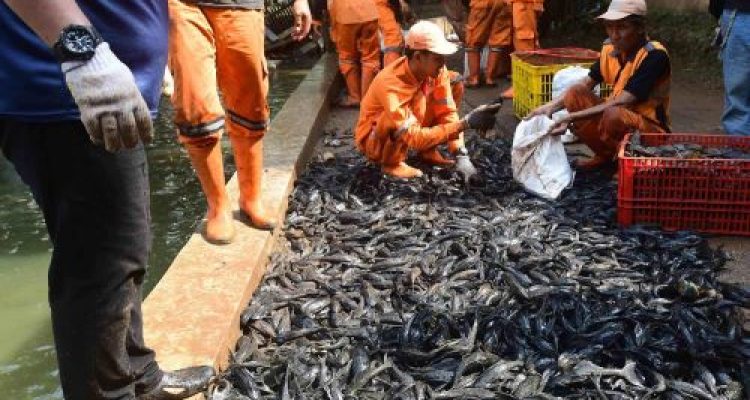 ikan sapu-sapu