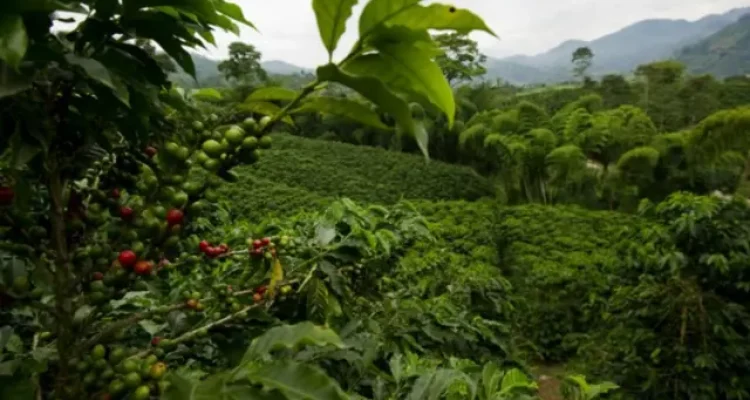 kopi gayo