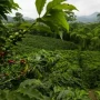 kopi gayo
