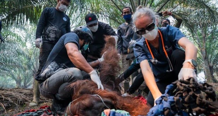 orang utan