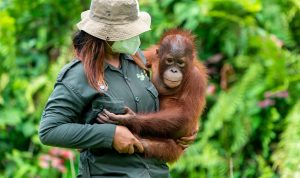 orangutan
