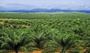 perkebunan kelapa sawit