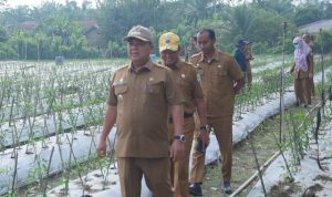 bupati asra