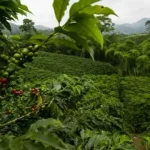 kopi gayo