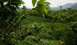 kopi gayo