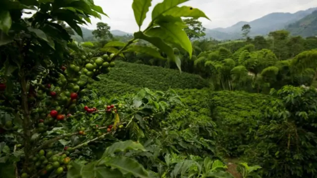 kopi gayo