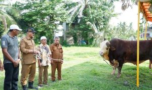 Bupati Aceh Tamiang, Irjen. Pol. (P) Drs. Armia Pahmi, MH menyerahkan secara simbolis bantuan kemasyarakatan berupa sapi kurban bantuan Presiden RI, Prabowo Subianto, kepada masyarakat terdampak banjir di Kampung Sekumur, Kecamatan Sekerak dan Kampung Purwodadi, Kecamatan Kejuruan Muda, Selasa (26/5/2026). (Photo/dok. Humas Aceh Tamiang) kurban