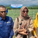 sawah