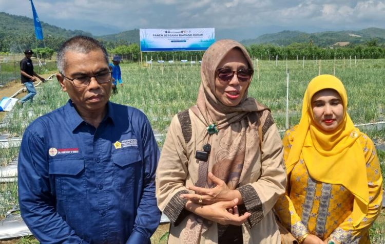sawah