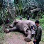 gajah