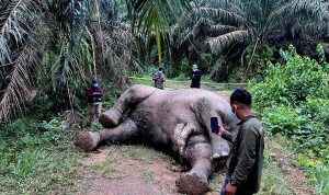 gajah