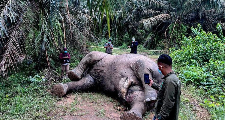 gajah