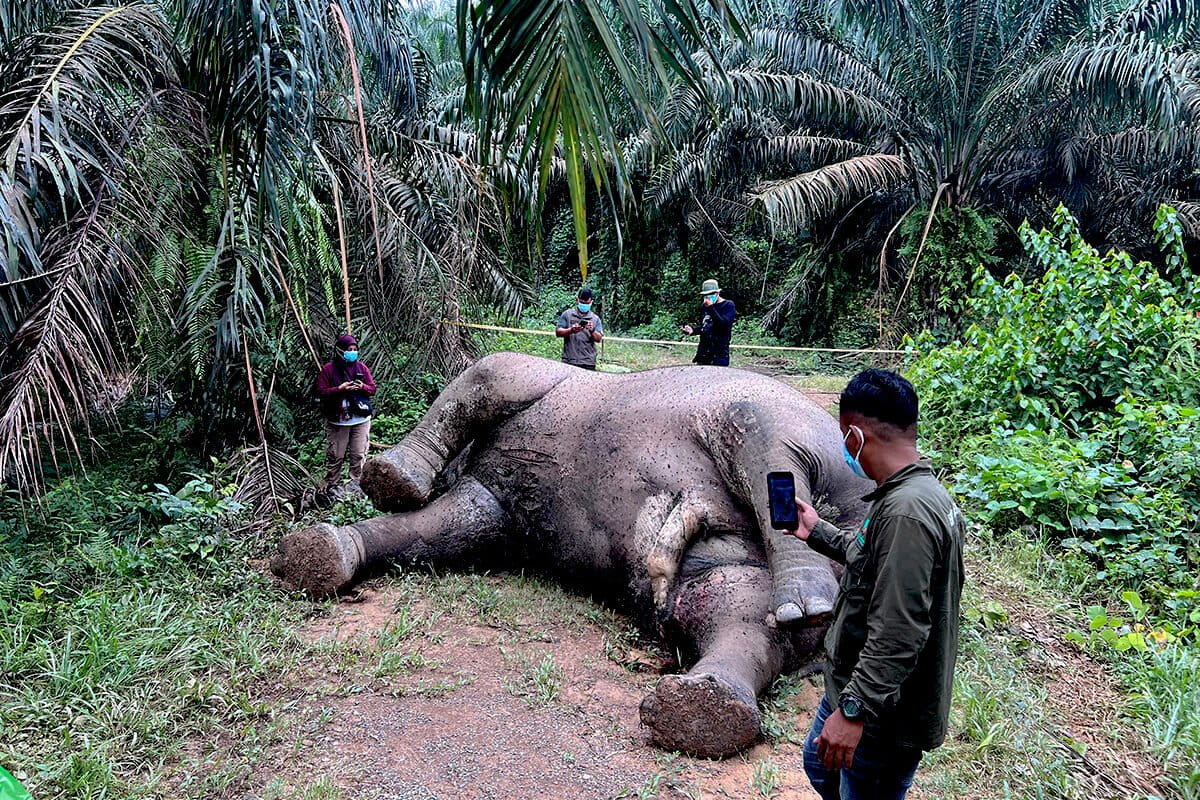 gajah