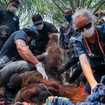 orang-utan-di-ketapang-dievakuasi-dari-kebun-warga-karena-terpapar-asap-karhutla-dok-yiari-1788090625821_169 orang utan