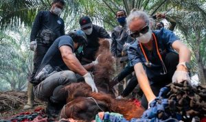 orang-utan-di-ketapang-dievakuasi-dari-kebun-warga-karena-terpapar-asap-karhutla-dok-yiari-1788090625821_169 orang utan