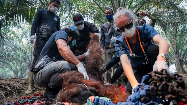 orang utan