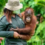 orangutan