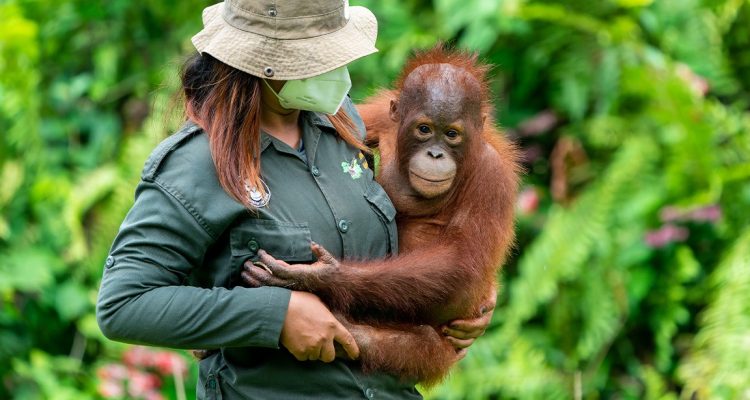 orangutan