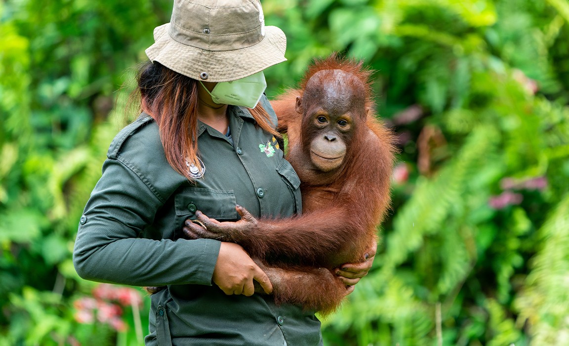 orangutan